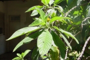 <strong>Boraginaceae - Tournefortia arborescens - Lam.</strong><br />© Sarrailh Jean-Michel / CIRAD