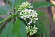 <strong>Boraginaceae - Tournefortia arborescens - Lam.</strong><br />© Sarrailh Jean-Michel / CIRAD