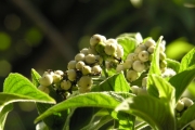 <strong>Boraginaceae - Tournefortia arborescens - Lam.</strong><br />© Sarrailh Jean-Michel / CIRAD