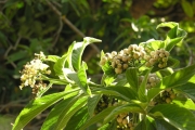 <strong>Boraginaceae - Tournefortia arborescens - Lam.</strong><br />© Sarrailh Jean-Michel / CIRAD