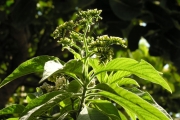 <strong>Boraginaceae - Tournefortia arborescens - Lam.</strong><br />© Sarrailh Jean-Michel / CIRAD