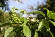 <strong>Boraginaceae - Tournefortia arborescens - Lam.</strong><br />© Sarrailh Jean-Michel / CIRAD