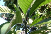 <strong>Boraginaceae - Tournefortia arborescens - Lam.</strong><br />© Sarrailh Jean-Michel / CIRAD
