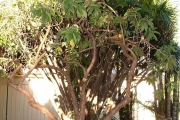 <strong>Boraginaceae - Tournefortia arborescens - Lam.</strong><br />© Sarrailh Jean-Michel / CIRAD