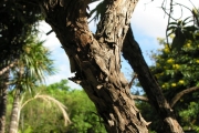 <strong>Boraginaceae - Tournefortia arborescens - Lam.</strong><br />© Sarrailh Jean-Michel / CIRAD