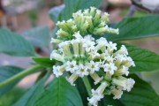 <strong>Boraginaceae - Tournefortia arborescens - Lam.</strong><br />© Sarrailh Jean-Michel / CIRAD
