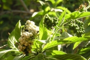 <strong>Boraginaceae - Tournefortia arborescens - Lam.</strong><br />© Sarrailh Jean-Michel / CIRAD