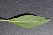 <strong>Boraginaceae - Tournefortia arborescens - Lam.</strong><br />© Sarrailh Jean-Michel / CIRAD