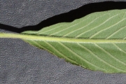<strong>Boraginaceae - Tournefortia arborescens - Lam.</strong><br />© Sarrailh Jean-Michel / CIRAD