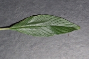 <strong>Boraginaceae - Tournefortia arborescens - Lam.</strong><br />© Sarrailh Jean-Michel / CIRAD