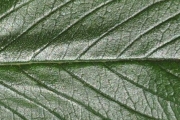 <strong>Boraginaceae - Tournefortia arborescens - Lam.</strong><br />© Sarrailh Jean-Michel / CIRAD