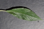<strong>Boraginaceae - Tournefortia arborescens - Lam.</strong><br />© Sarrailh Jean-Michel / CIRAD