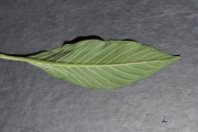 <strong>Boraginaceae - Tournefortia arborescens - Lam.</strong><br />© Sarrailh Jean-Michel / CIRAD