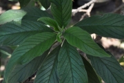 <strong>Boraginaceae - Tournefortia arborescens - Lam.</strong><br />© Sarrailh Jean-Michel / CIRAD
