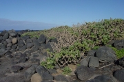 <strong>Boraginaceae - Tournefortia argentea - L.f.</strong><br />© Sarrailh Jean-Michel / CIRAD