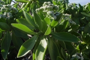 <strong>Boraginaceae - Tournefortia argentea - L.f.</strong><br />© Sarrailh Jean-Michel / CIRAD