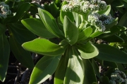 <strong>Boraginaceae - Tournefortia argentea - L.f.</strong><br />© Sarrailh Jean-Michel / CIRAD