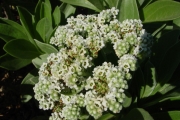 <strong>Boraginaceae - Tournefortia argentea - L.f.</strong><br />© Sarrailh Jean-Michel / CIRAD
