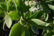 <strong>Boraginaceae - Tournefortia argentea - L.f.</strong><br />© Sarrailh Jean-Michel / CIRAD
