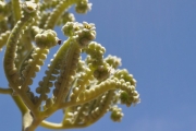 <strong>Boraginaceae - Tournefortia argentea - L.f.</strong><br />© Sarrailh Jean-Michel / CIRAD