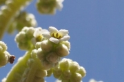 <strong>Boraginaceae - Tournefortia argentea - L.f.</strong><br />© Sarrailh Jean-Michel / CIRAD