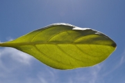 <strong>Boraginaceae - Tournefortia argentea - L.f.</strong><br />© Sarrailh Jean-Michel / CIRAD