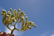 <strong>Boraginaceae - Tournefortia argentea - L.f.</strong><br />© Sarrailh Jean-Michel / CIRAD