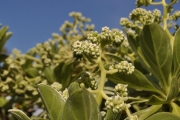 <strong>Boraginaceae - Tournefortia argentea - L.f.</strong><br />© Sarrailh Jean-Michel / CIRAD