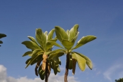 <strong>Boraginaceae - Tournefortia argentea - L.f.</strong><br />© Sarrailh Jean-Michel / CIRAD