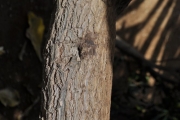 <strong>Boraginaceae - Tournefortia argentea - L.f.</strong><br />© Sarrailh Jean-Michel / CIRAD