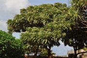 <strong>Boraginaceae - Tournefortia argentea - L.f.</strong><br />© Sarrailh Jean-Michel / CIRAD