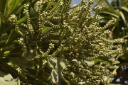 <strong>Boraginaceae - Tournefortia argentea - L.f.</strong><br />© Sarrailh Jean-Michel / CIRAD
