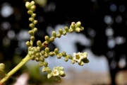 <strong>Boraginaceae - Tournefortia argentea - L.f.</strong><br />© Sarrailh Jean-Michel / CIRAD