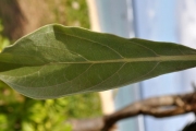 <strong>Boraginaceae - Tournefortia argentea - L.f.</strong><br />© Sarrailh Jean-Michel / CIRAD