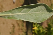 <strong>Boraginaceae - Tournefortia argentea - L.f.</strong><br />© Sarrailh Jean-Michel / CIRAD