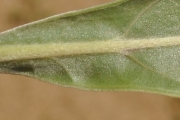 <strong>Boraginaceae - Tournefortia argentea - L.f.</strong><br />© Sarrailh Jean-Michel / CIRAD