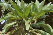 <strong>Boraginaceae - Tournefortia argentea - L.f.</strong><br />© Sarrailh Jean-Michel / CIRAD