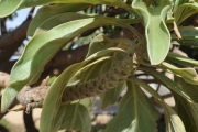 <strong>Boraginaceae - Tournefortia argentea - L.f.</strong><br />© Sarrailh Jean-Michel / CIRAD