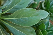 <strong>Boraginaceae - Tournefortia argentea - L.f.</strong><br />© Sarrailh Jean-Michel / CIRAD