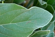 <strong>Boraginaceae - Tournefortia argentea - L.f.</strong><br />© Sarrailh Jean-Michel / CIRAD