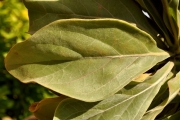 <strong>Boraginaceae - Tournefortia argentea - L.f.</strong><br />© Sarrailh Jean-Michel / CIRAD