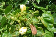 <strong>Malvaceae - Thespesia populnea - (L.) Sol. ex Corrêa</strong><br />© Sarrailh Jean-Michel / CIRAD