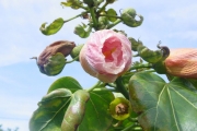 <strong>Malvaceae - Thespesia populnea - (L.) Sol. ex Corrêa</strong><br />© Sarrailh Jean-Michel / CIRAD