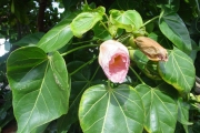 <strong>Malvaceae - Thespesia populnea - (L.) Sol. ex Corrêa</strong><br />© Sarrailh Jean-Michel / CIRAD