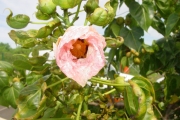 <strong>Malvaceae - Thespesia populnea - (L.) Sol. ex Corrêa</strong><br />© Sarrailh Jean-Michel / CIRAD