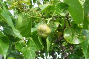 <strong>Malvaceae - Thespesia populnea - (L.) Sol. ex Corrêa</strong><br />© Sarrailh Jean-Michel / CIRAD