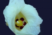 <strong>Malvaceae - Thespesia populnea - (L.) Sol. ex Corrêa</strong><br />© Sarrailh Jean-Michel / CIRAD