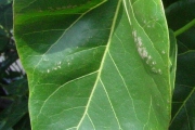 <strong>Malvaceae - Thespesia populnea - (L.) Sol. ex Corrêa</strong><br />© Sarrailh Jean-Michel / CIRAD