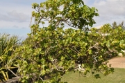 <strong>Malvaceae - Thespesia populnea - (L.) Sol. ex Corrêa</strong><br />© Sarrailh Jean-Michel / CIRAD