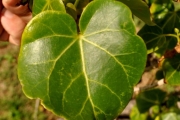 <strong>Malvaceae - Thespesia populnea - (L.) Sol. ex Corrêa</strong><br />© Sarrailh Jean-Michel / CIRAD